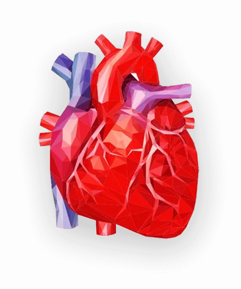 Ilustrasi jantung dan sistem kardiovaskular